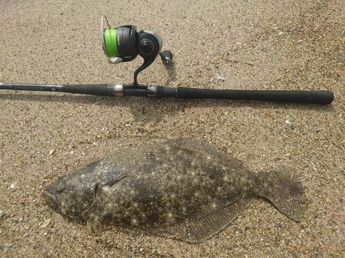 ヒラメの釣果