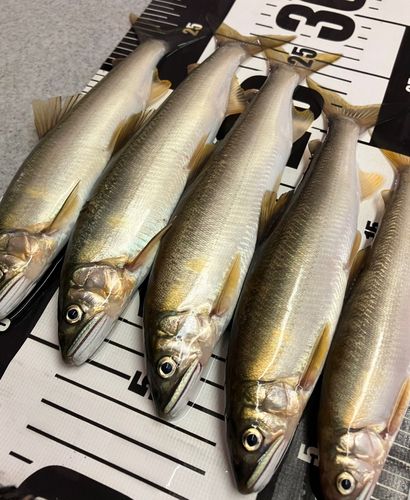 アユの釣果