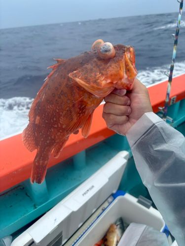 ウッカリカサゴの釣果