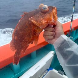 ウッカリカサゴ