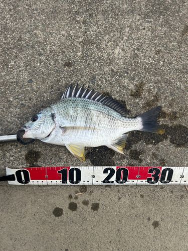 キビレの釣果