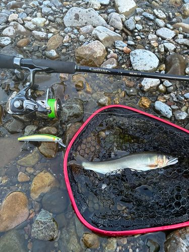アユの釣果
