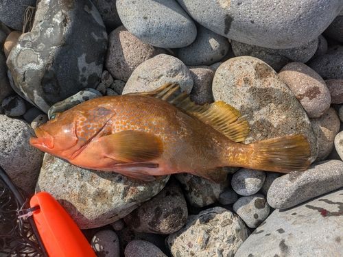 キジハタの釣果