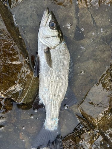 ヒラスズキの釣果