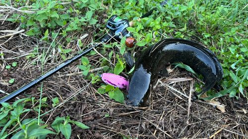 ライギョの釣果