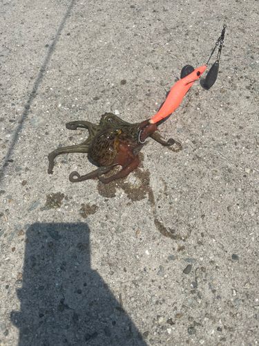 タコの釣果