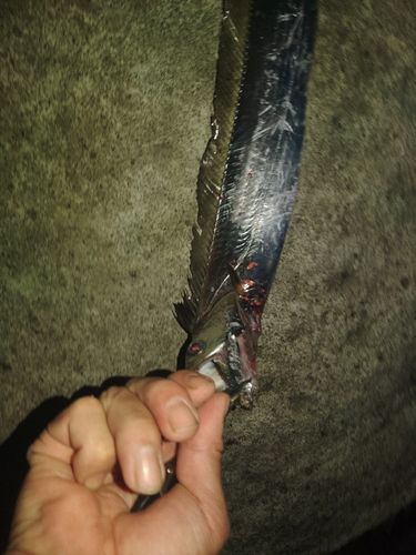 タチウオの釣果