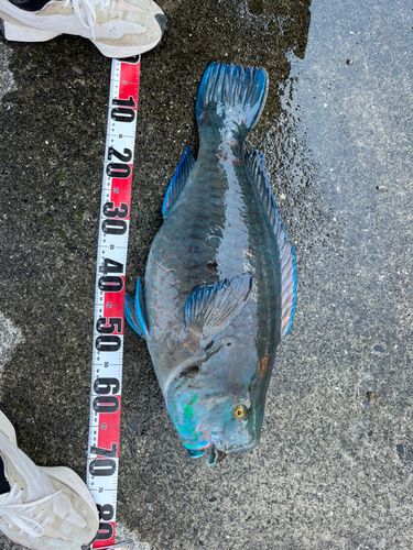 アオブダイの釣果