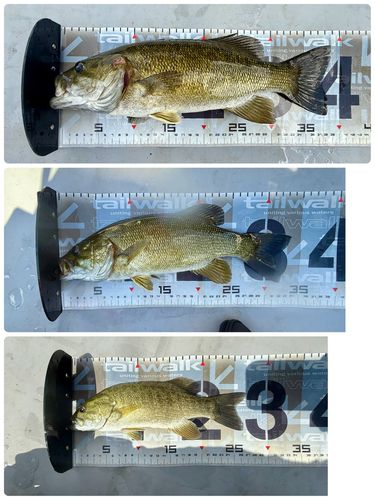スモールマウスバスの釣果