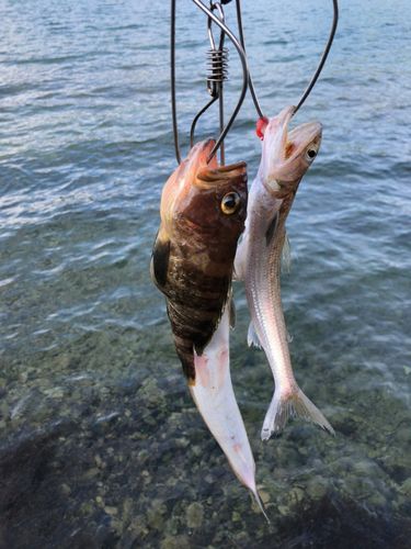 アオハタの釣果