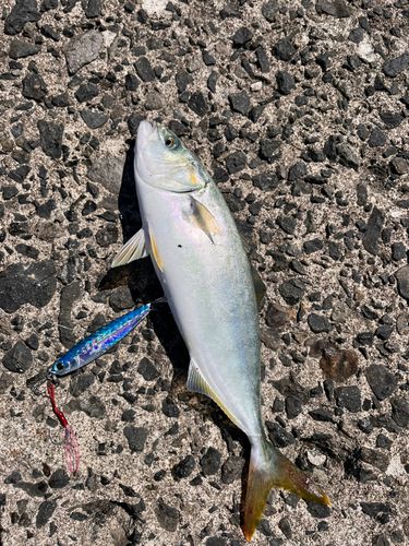 フクラギの釣果