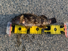ベッコウゾイの釣果