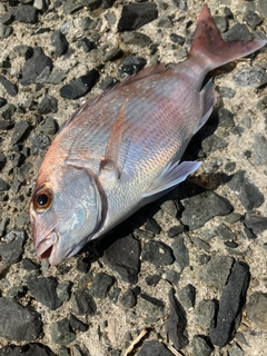 マダイの釣果