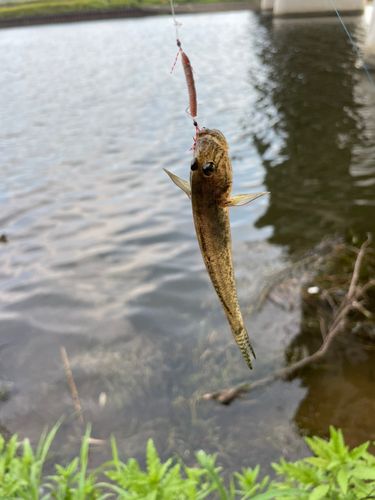 マハゼの釣果