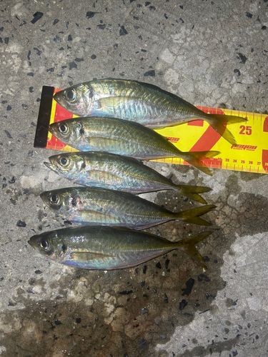 マアジの釣果