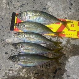 マアジ
