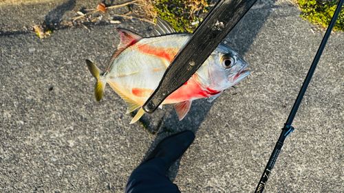 メッキの釣果