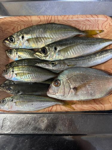 アジの釣果
