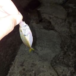 アジ