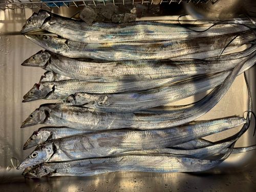 タチウオの釣果