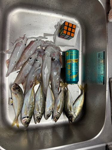アジの釣果