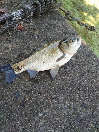 フナの釣果