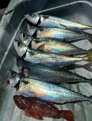 マサバの釣果