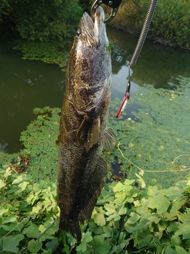 ライギョの釣果