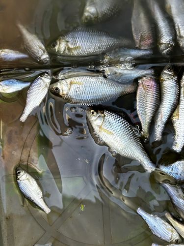 ヤリタナゴの釣果