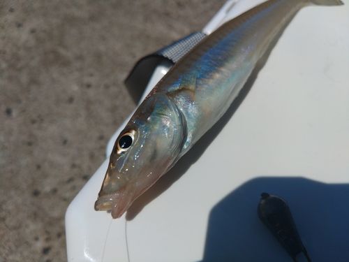 シロギスの釣果