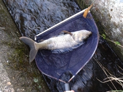 ニゴイの釣果