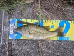 ブラックバスの釣果