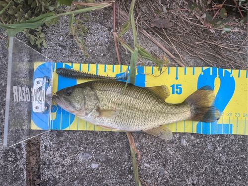 ブラックバスの釣果