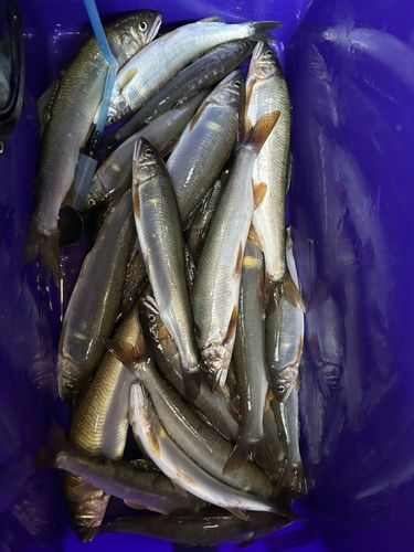 アユの釣果