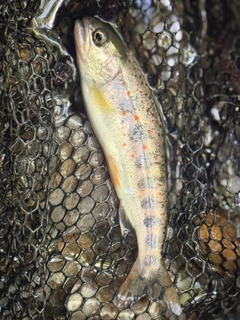 アマゴの釣果
