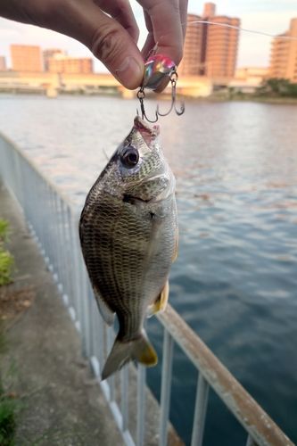 キビレの釣果