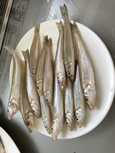 キスの釣果