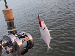 カスミアジの釣果