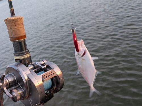 カスミアジの釣果