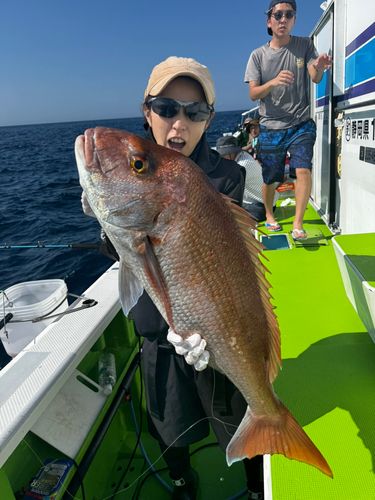 マダイの釣果