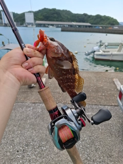 キジハタの釣果