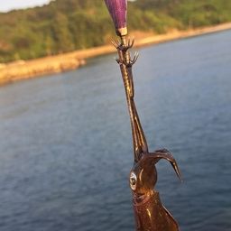 アオリイカ