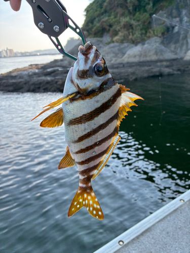 タカノハダイの釣果