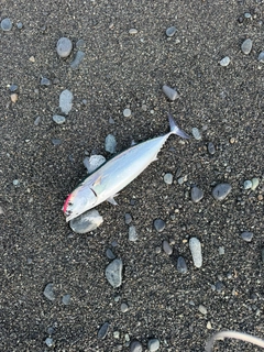 ソウダガツオの釣果