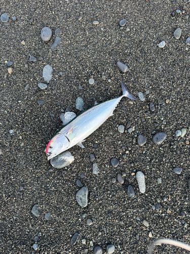 ソウダガツオの釣果