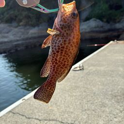 オオモンハタ