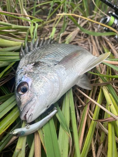 ショウサイフグの釣果