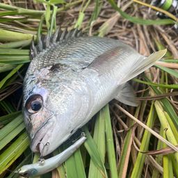 ショウサイフグ