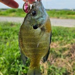 ブルーギル
