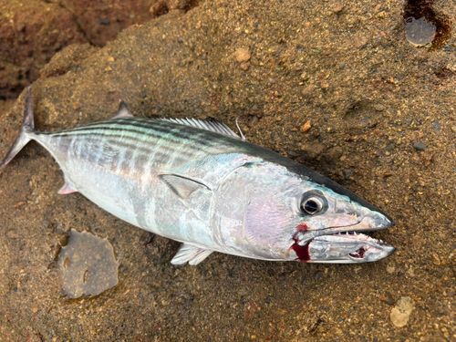 ハガツオの釣果